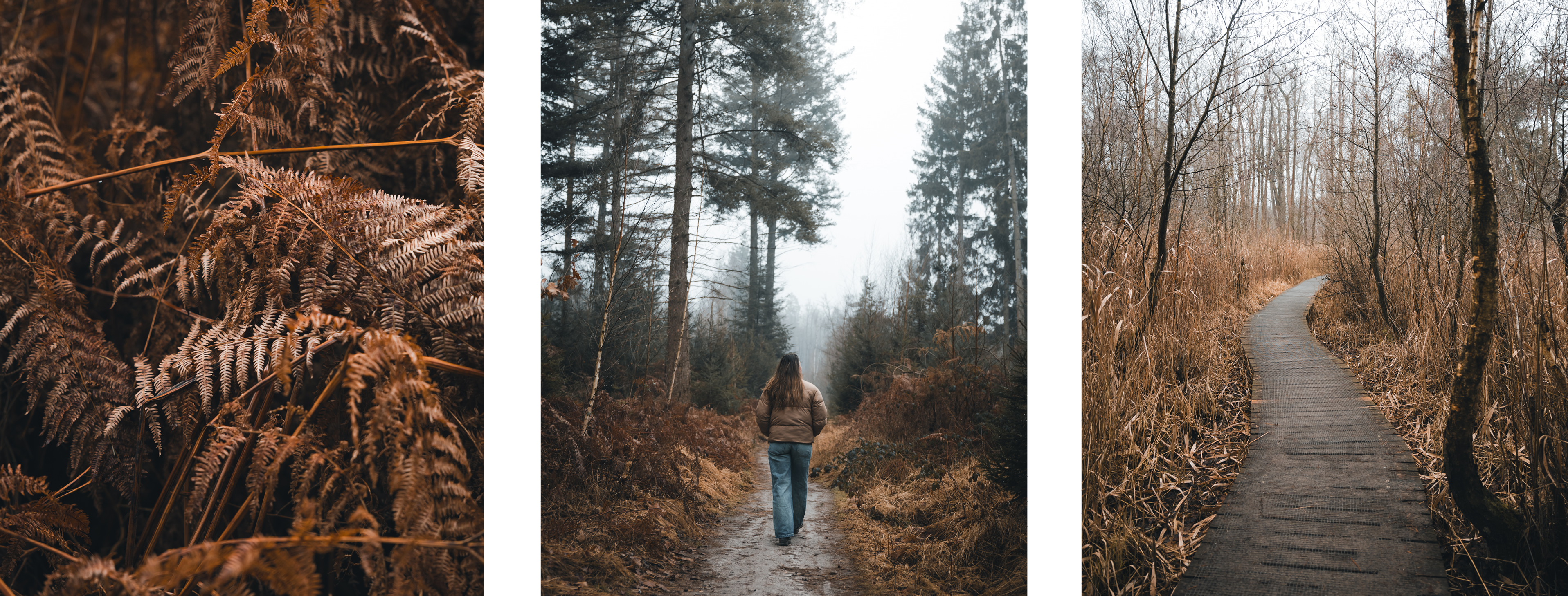 Drieluik van een mistig boslandschap met varens, een wandelaar op een bospad en een houten vlonderpad.