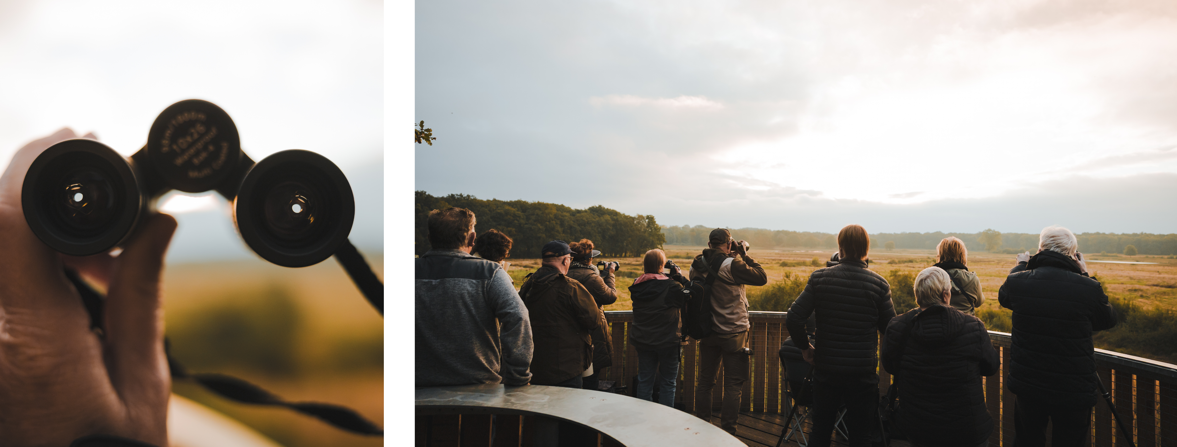 Mensen met verrekijkers spotten edelherten vanaf de uitkijktoren in het Weerterbos tijdens de bronsttijd in Hart van Limburg.
