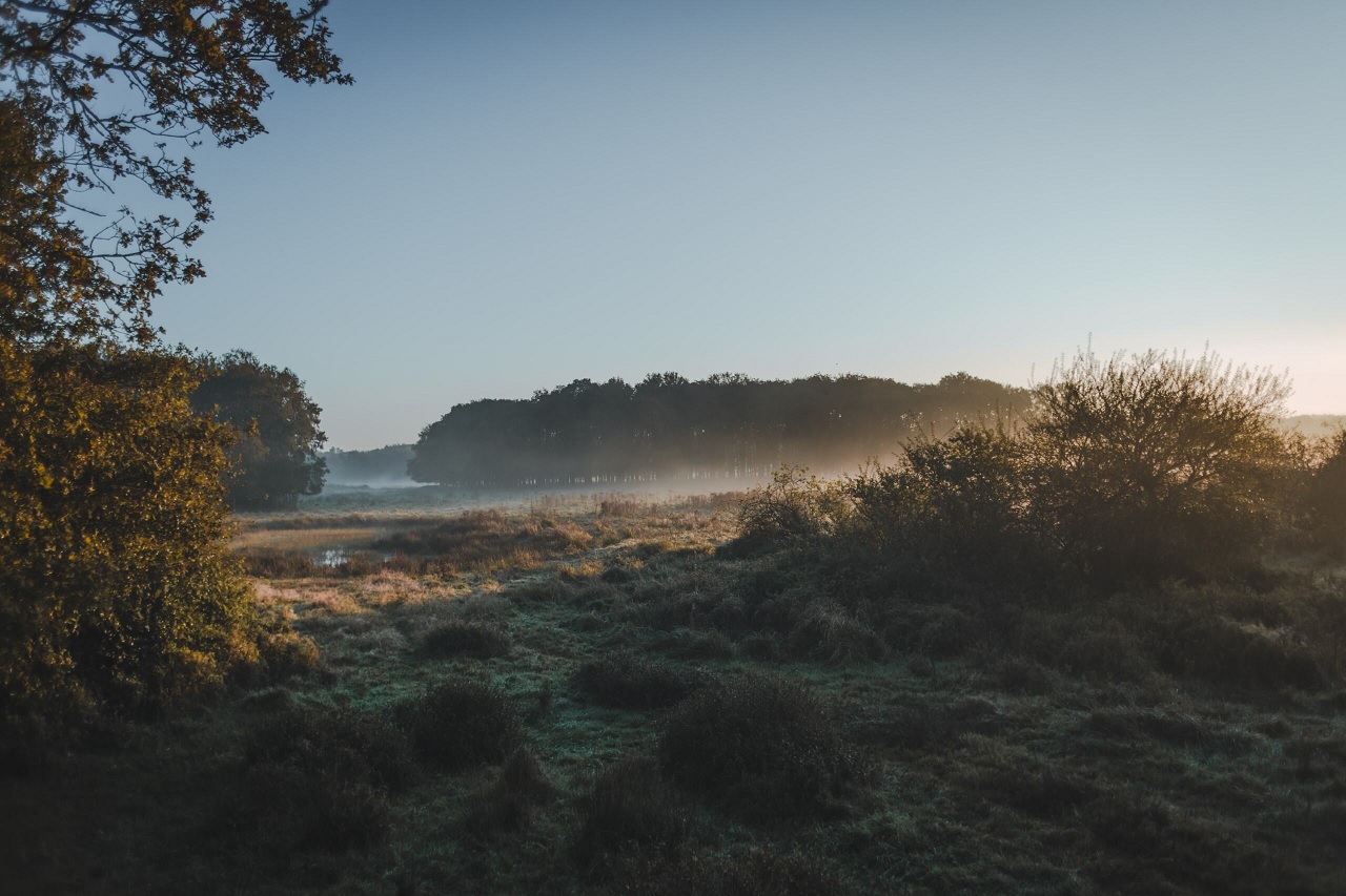 A field of grass in the morning