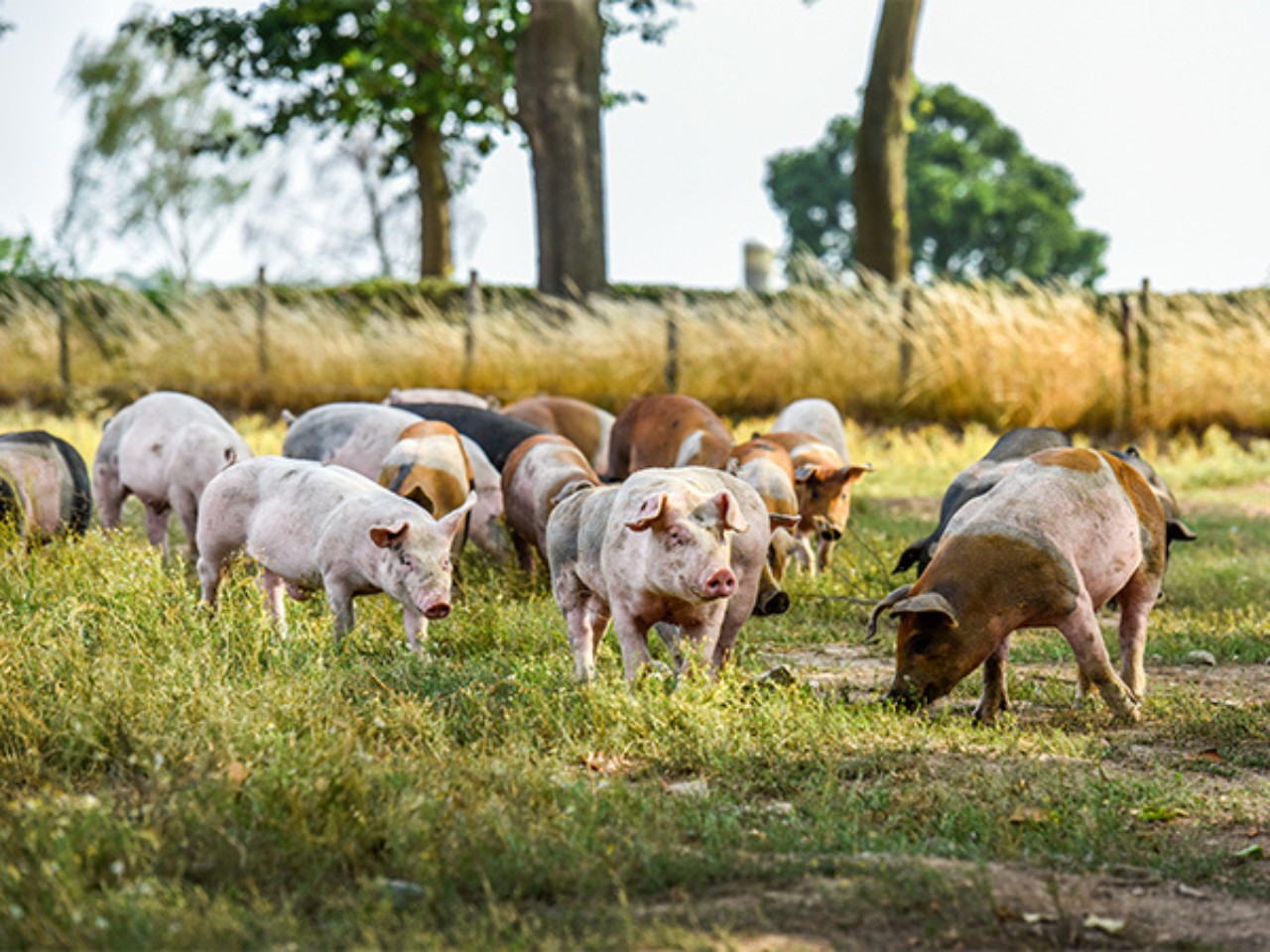 Limburgse Streekproducten