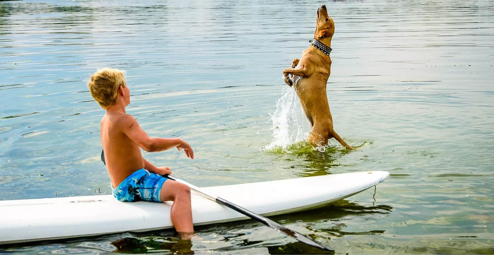hond en kind met een supboard