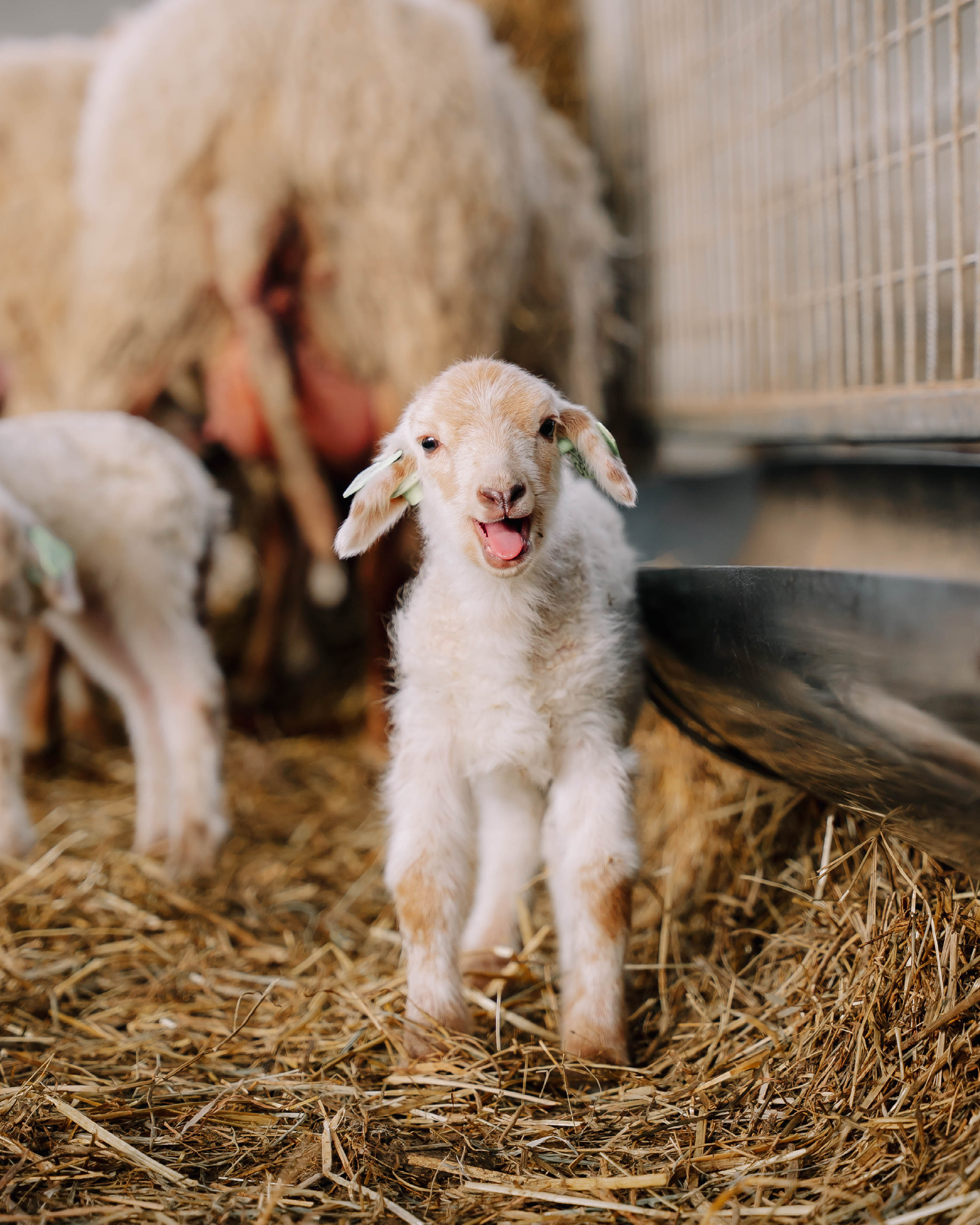 lammetje in een stal