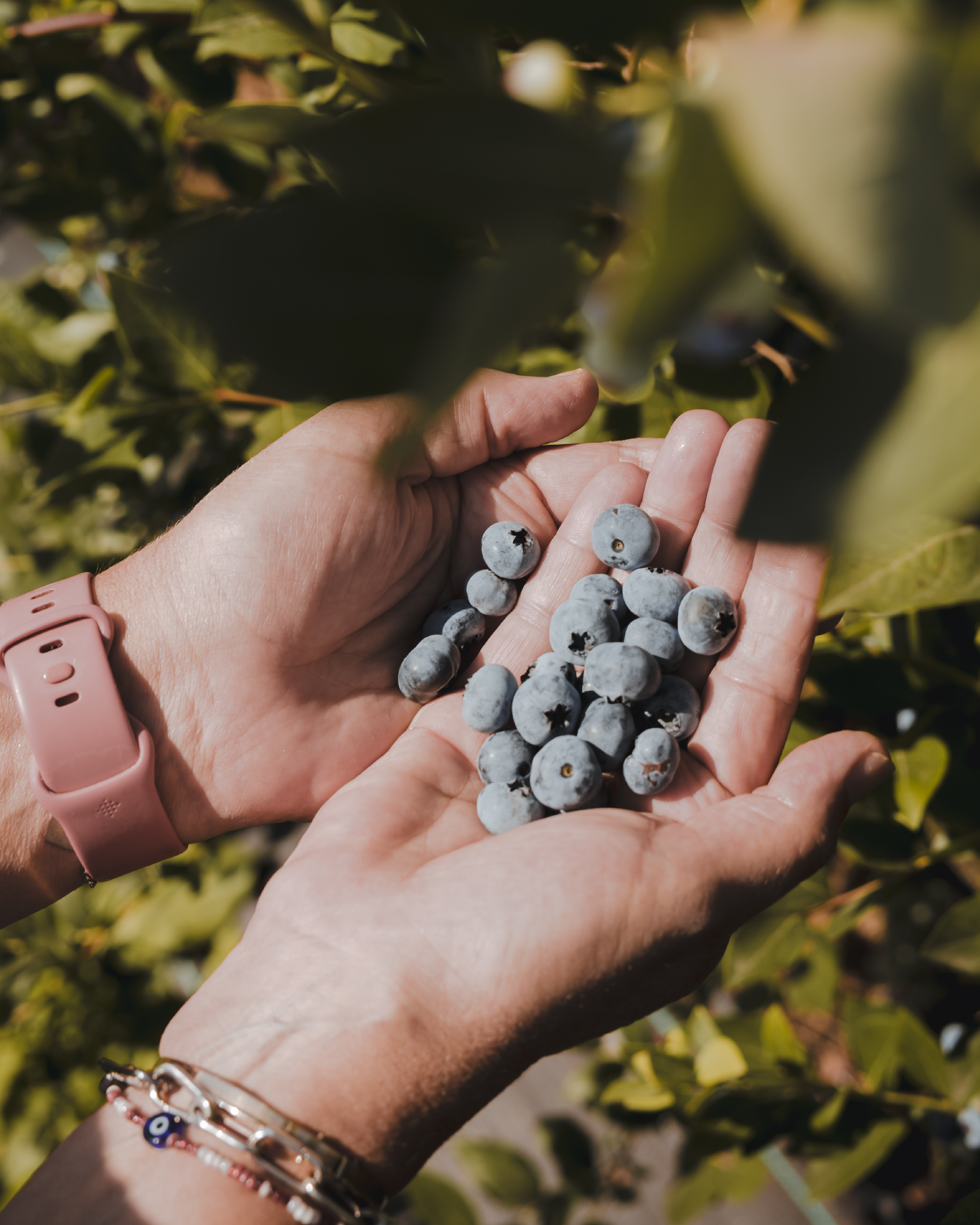Zomer op z'n bes(t). Blauwe bessen in handen