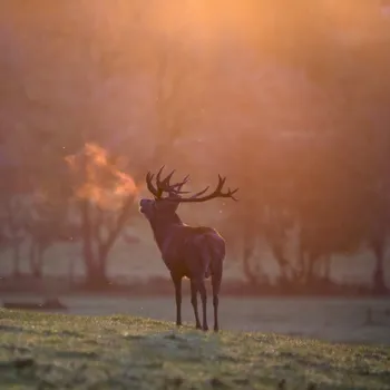 Edelhert in ochtendlicht met zichtbare ademwolk op een open grasveld.