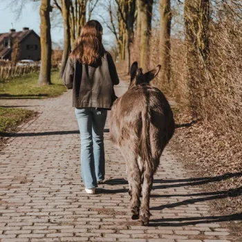Persoon wandelt met een ezel over een klinkerpad tussen bomen en hagen.
